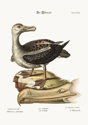 Der Albatros, 1749-73